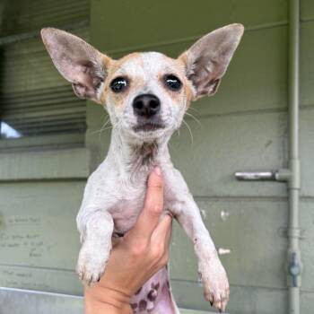 Chihuahua Dogs Available for Adoption in Tampa, Florida - Pascal | PetCurious