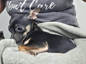 Nyxie -  Chihuahua Dog for Adoption in Blanchard, Oklahoma - Nyxie | PetCurious