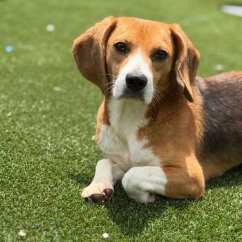 Strudel aka PRU4 - 1848 -  Beagle Dog for Adoption in Loxahatchee Groves, Florida - Strudel Aka PRU4 - 1848 | PetCurious