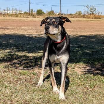 Tweedle Dee -  Shepherd and Mixed Breed Dog for Adoption in Austin, Texas - Tweedle Dee | PetCurious