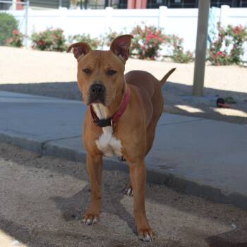 Pit Bull Terrier Dogs Available for Adoption - Darcy | PetCurious