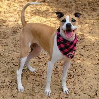 Fiona -  Mixed Breed Dog for Adoption in Port Charlotte, Florida - Fiona | PetCurious