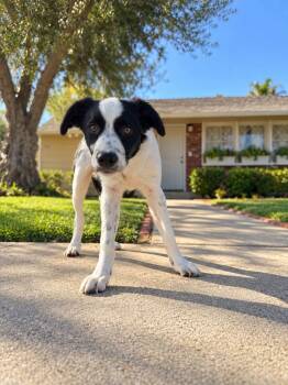 Woody -  Border Collie Dog for Adoption in Orange, California - Woody | PetCurious
