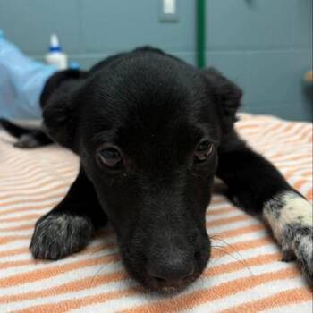 Socks -  Cattle Dog and Mixed Breed Dog for Adoption in Kansas City, Missouri - Socks | PetCurious