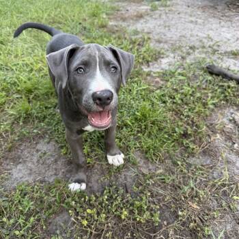 Whiskey -  Pit Bull Terrier and American Bulldog Dog for Adoption in Groveland, Florida - Whiskey | PetCurious