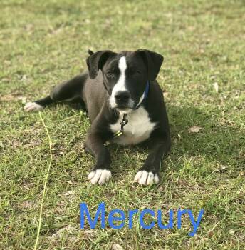 Rescue Hound and Labrador Retriever Dogs for Adoption in Troy, Alabama - Mercury | PetCurious