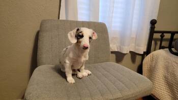 George -  Dachshund and Corgi Dog for Adoption in Coatesville, Pennsylvania - George | PetCurious