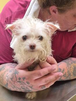 CHRISTY -  Chihuahua and Yorkshire Terrier Dog for Adoption in Crossville, Tennessee - CHRISTY | PetCurious