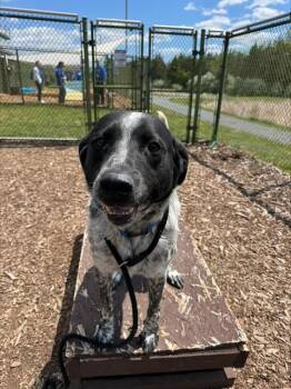 Australian Cattle Dog Blue Heeler and Border Collie Dogs Available for Adoption in Leesburg, Virginia - SLUSHIE | PetCurious