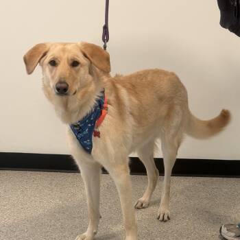 Yellow Labrador Retriever Dogs Available for Adoption - Frenchie GUPPY! | PetCurious