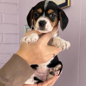 Beagle Dogs Available for Adoption in Northbrook, Illinois - Rex / Shock | PetCurious