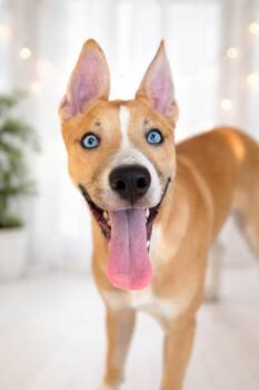 Basenji and Australian Cattle Dog Blue Heeler Dogs Available for Adoption - Robin Hood  | PetCurious