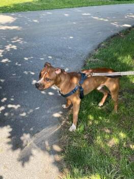 Rescue Boxer and Pit Bull Terrier Dogs for Adoption in Hummelstown, Pennsylvania - Jax | PetCurious