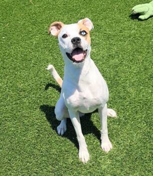 Boxer and Mixed Breed Dogs Available for Adoption in Frankfort, Kentucky - Breezy | PetCurious