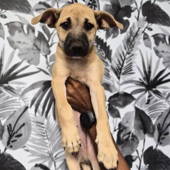 Terri -  Mountain Cur Dog for Adoption in Wahiawa, Hawaii - Terri | PetCurious