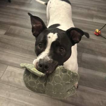 Pit Bull Terrier Dogs Available for Adoption in Columbia, South Carolina - Bethany | PetCurious