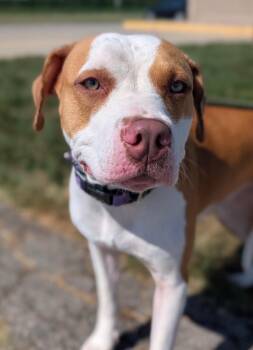 Terrier Dogs Available for Adoption - Nicole | PetCurious