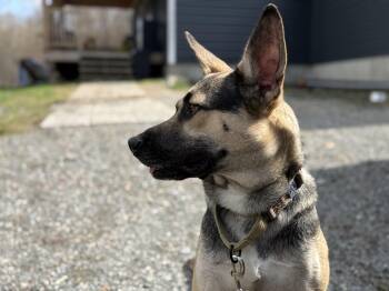 Stock -  German Shepherd Dog Dog for Adoption in Randolph, Vermont - Stock | PetCurious