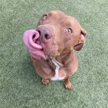 Bashful -  Pit Bull Terrier Dog for Adoption in Long Beach, California - Bashful | PetCurious