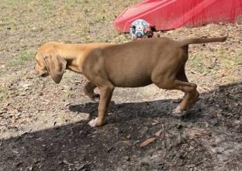 Hound and Mixed Breed Dogs Available for Adoption in Conway, South Carolina - Handy Smurf | PetCurious