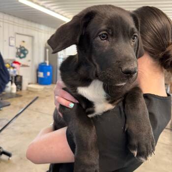 Mixed Breed Dogs Available for Adoption - Cookie | PetCurious