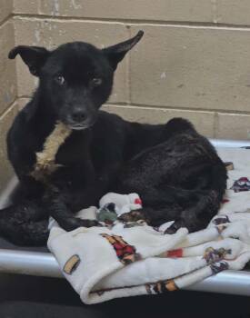 Mixed Breed Dogs Available for Adoption - Lucky | PetCurious