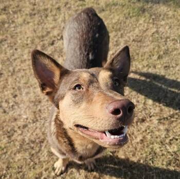 Sage -  German Shepherd Dog Dog for Adoption in Krum, Texas - Sage | PetCurious