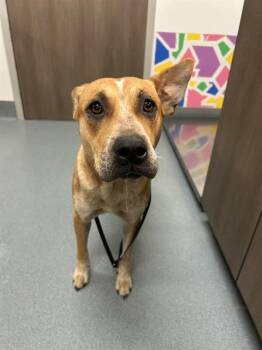 Labrador Retriever and Mixed Breed Dogs Available for Adoption in Baytown, Texas - ECLAIR | PetCurious