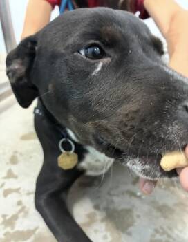 Dallyer / Lilo -  Labrador Retriever and Mixed Breed Dog for Adoption in Broomfield, Colorado - Dallyer / Lilo | PetCurious