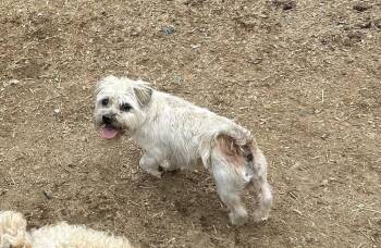 Maltese Dogs Available for Adoption in Brownstown, Indiana - Mozie | PetCurious