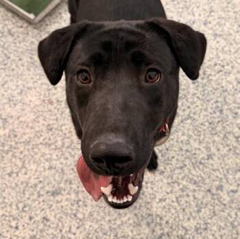 Labrador Retriever Dogs Available for Adoption in Golden, Colorado - Jeti | PetCurious