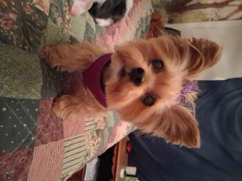 Lil Bit -  Yorkshire Terrier Dog for Adoption in Indianapolis, Indiana - Lil Bit | PetCurious
