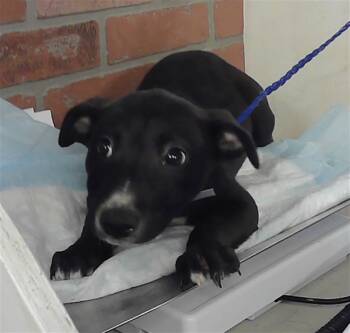 American Staffordshire Terrier and Mixed Breed Dogs Available for Adoption in Houston, Texas - TORI | PetCurious