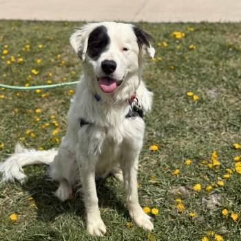Border Collie Dogs Available for Adoption in Ridgway, Colorado - Cowboy | PetCurious