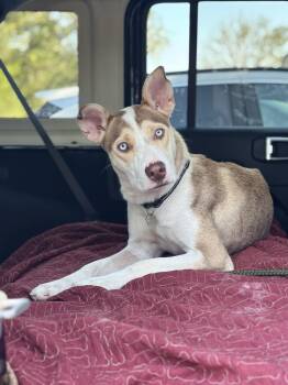 Lumi Rose Darling -  Husky and Pit Bull Terrier Dog for Adoption in Friendswood, Texas - Lumi Rose Darling | PetCurious