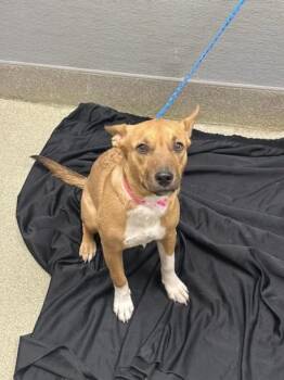 SUGAR PLUM -  Australian Kelpie and Mixed Breed Dog for Adoption in Las Vegas, Nevada - SUGAR PLUM | PetCurious