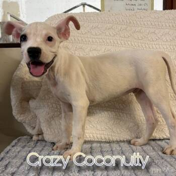 Crazy Coconutty -  Pit Bull Terrier and Mixed Breed Dog for Adoption in Hillsboro, Ohio - Crazy Coconutty | PetCurious