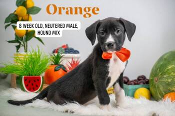 Orange -  Hound and Labrador Retriever Dog for Adoption in Sevierville, Tennessee - Orange | PetCurious