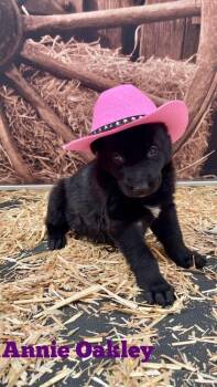 German Shepherd Dog and Husky Dogs Available for Adoption - Annie Oakley | PetCurious