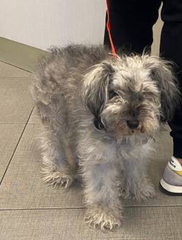 ALICE -  Schnauzer and Mixed Breed Dog for Adoption in Rancho Cucamonga, California - ALICE | PetCurious