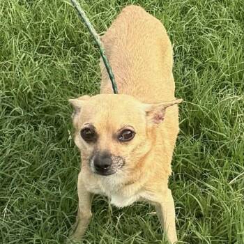 Sweetpea -  Chihuahua Dog for Adoption in Williston, Vermont - Sweetpea | PetCurious