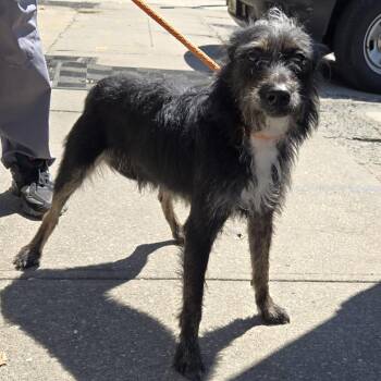Wirehaired Terrier Dogs Available for Adoption - Fred | PetCurious
