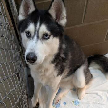 Aspen -  Husky Dog for Adoption in Eufaula, Oklahoma - Aspen | PetCurious