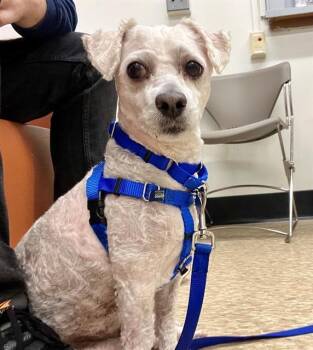 HUNTER -  Maltese and Poodle Dog for Adoption in Boston, Massachusetts - HUNTER | PetCurious