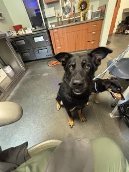 ONYX -  German Shepherd Dog and Mixed Breed Dog for Adoption in Santa Cruz, California - ONYX | PetCurious