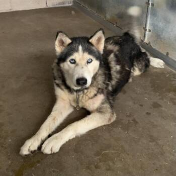 Gully -  Husky Dog for Adoption in Edinburg, Texas - Gully | PetCurious