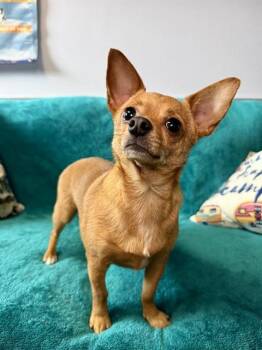 LOLA -  Chihuahua Dog for Adoption in Fort Walton Beach, Florida - LOLA | PetCurious