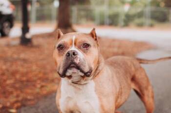 American Staffordshire Terrier and Mixed Breed Dogs Available for Adoption in North Charleston, South Carolina - 92243a Maple | PetCurious