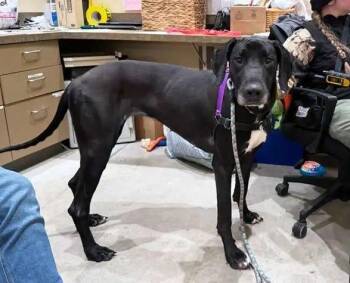 Lady -  Great Dane Dog for Adoption in Coupeville, Washington - Lady | PetCurious