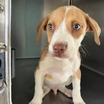 COH-A-67820 -  Mixed Breed Dog for Adoption in Volcano, Hawaii - COH-A-67820 | PetCurious